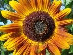 066-01 Im goldenen Herbst (Download)